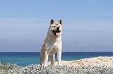 AKITA AMERICAIN 093